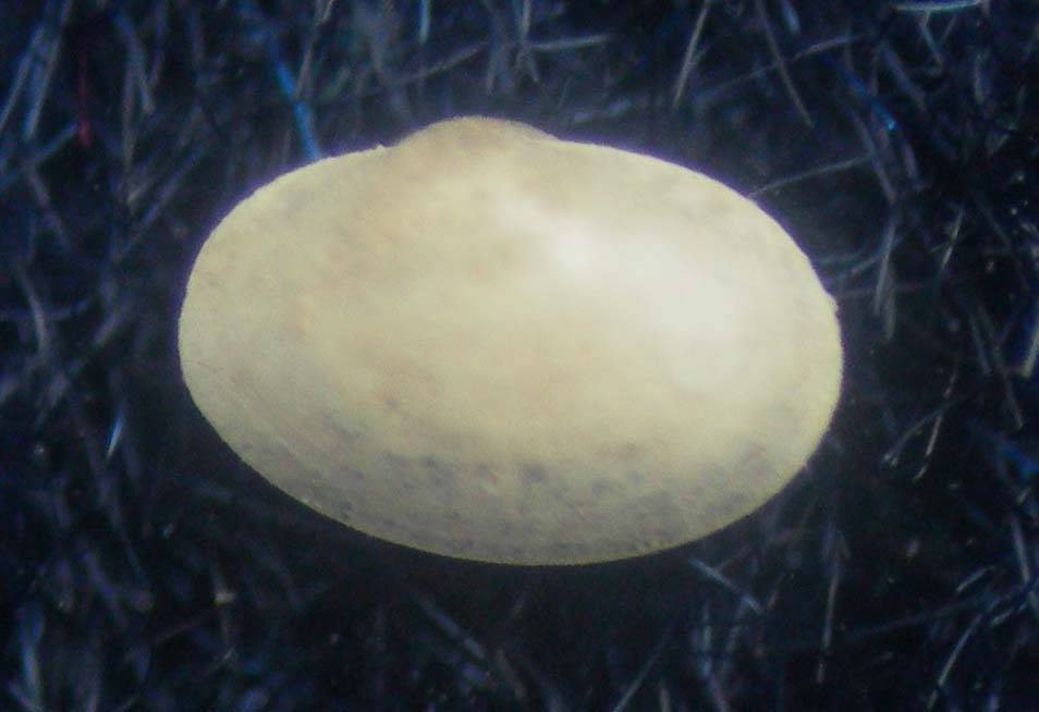 bivalve fiumicino